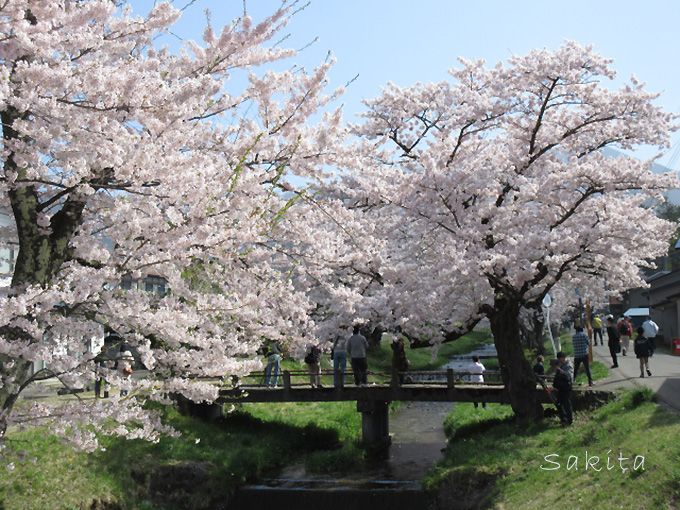 心に刻まれた あの春 がここにある 福島 観音寺川の桜並木 福島県 Lineトラベルjp 旅行ガイド