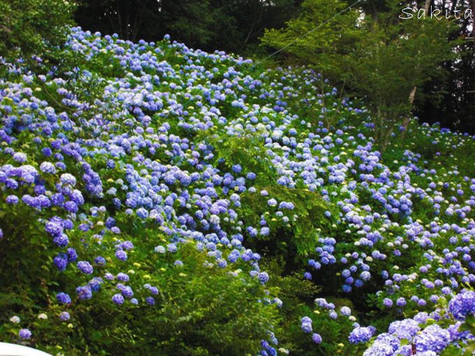 千葉 妙法生寺の麻綿原ブルー 2万株の紫陽花は7月も見頃 千葉県 トラベルjp 旅行ガイド