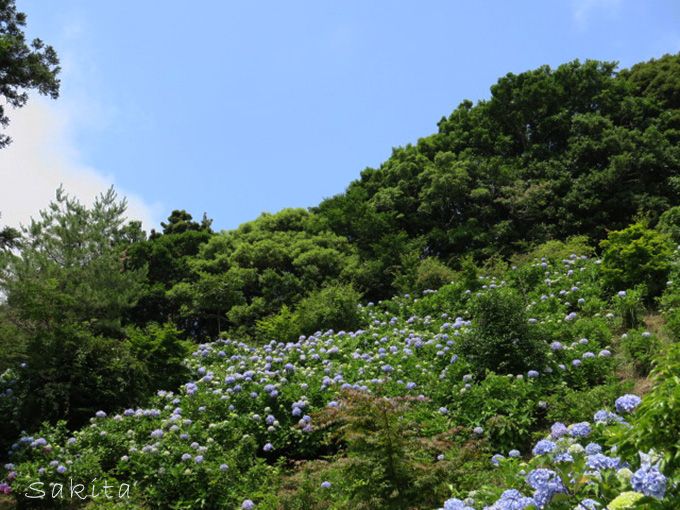 千葉 妙法生寺の麻綿原ブルー 2万株の紫陽花は7月も見頃 千葉県 トラベルjp 旅行ガイド