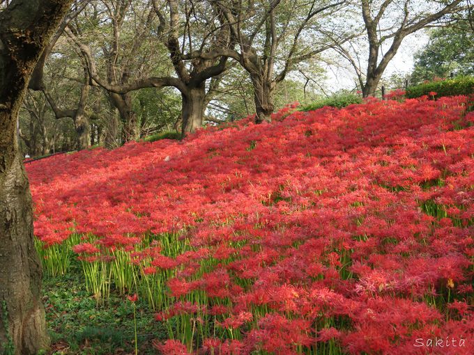 彼岸花のレッドカーペットが圧巻！埼玉「幸手権現堂桜堤」曼殊沙華