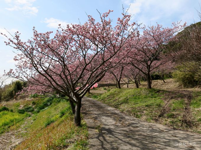 和田浦のお花畑・抱湖園などで花のリレーを楽しもう！