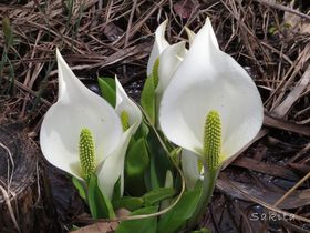 mԂ̌Iu{v͓AnCLOɂ߂̋LTlC