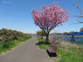 千葉・八千代市「新川千本桜」は両岸1200本！サイクリングもおすすめ
