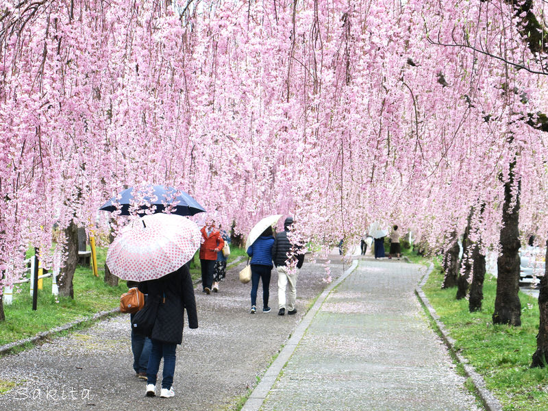 視界が桜ピンク一色！喜多方「日中線しだれ桜並木」が美しい