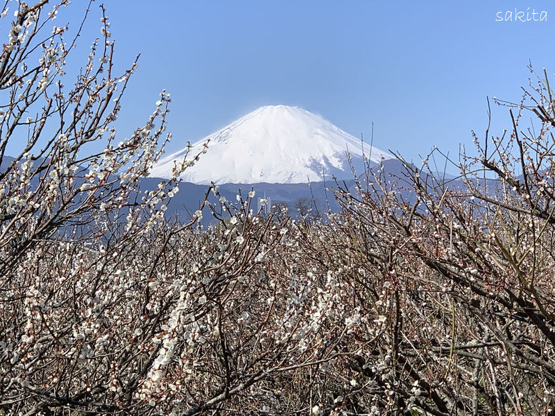 小田原市「関東の富士見百景」見晴台で曽我梅林と大パノラマを堪能