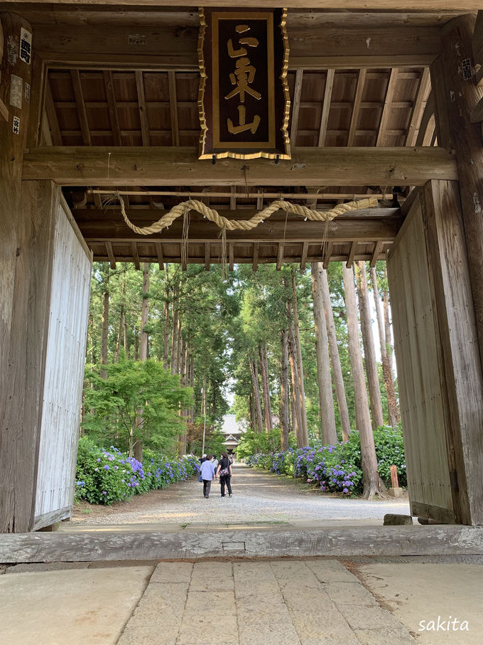 紫陽花の町 千葉 多古町で2つのあじさい遊歩道を歩こう 千葉県 トラベルjp 旅行ガイド