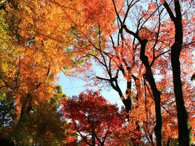 輝く紅葉の森と悲しき姫の伝説、愛媛・大洲市「白滝」