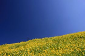 ǂ܂łCƍ؂̉Ԃƃ[JIQEoC̐i̋LTlC