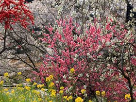 雛祭りと桜と古い町並み！究極の日本の春！愛媛・内子町