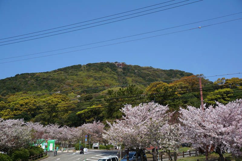 昼も夜も 神戸 須磨浦公園 は楽しみ満載の花見スポット 兵庫県 Lineトラベルjp 旅行ガイド