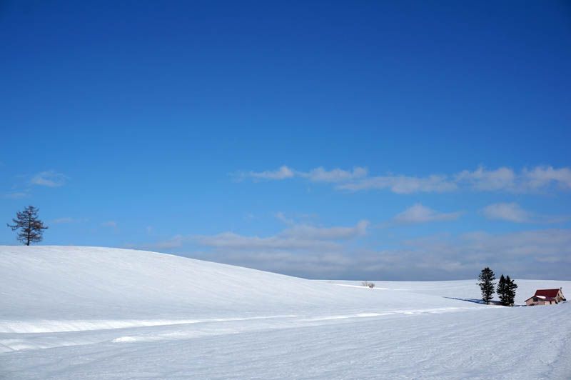 雪に埋もれた美瑛の丘をワイルドにめぐろう！