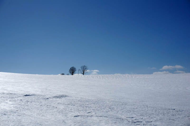 雪が減る3月が狙い目 レンタカーで巡る北海道 美瑛の銀世界 北海道 トラベルjp 旅行ガイド