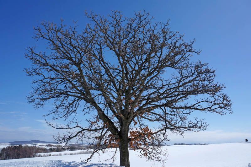冬の美瑛で最もアクセスしやすい「木めぐり」