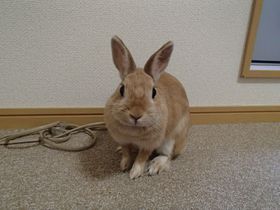 �E�T�M��������K��I�a�̎R�́uBK�E�B�[�N���[���z�e���v�̋L���T���l�C��