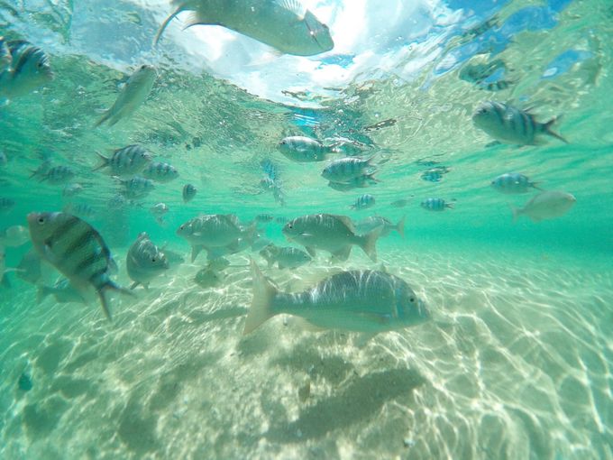 コマカ無人島 浅瀬で熱帯魚と遊べる沖縄本島の穴場ビーチ 沖縄県 トラベルjp 旅行ガイド