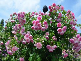 香るバラが楽しめる新潟県長岡市「越後丘陵公園」