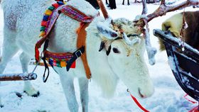 �k�Ɍ��̓����ƃX�m�[�A�N�e�B�r�e�B�I����̐��E���o�j�G�~�E�t�B�������h�̋L���T���l�C��