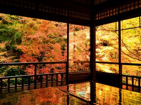 期間限定！これが京都「瑠璃光院」の絢爛たる紅葉美