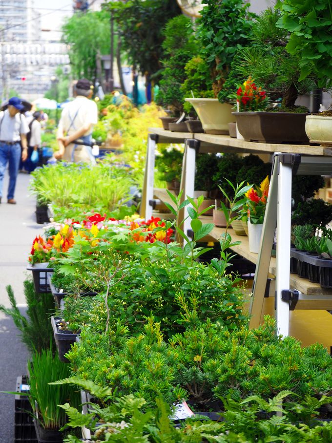 女子にもおすすめ 5月 6月最後の週末は浅草の 植木市 を要チェック 東京都 トラベルjp 旅行ガイド