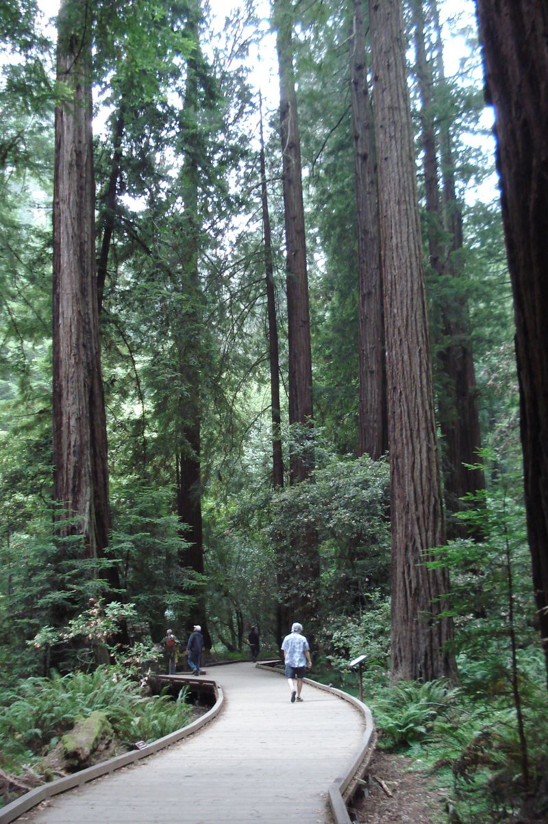 サンフランシスコから日帰り森林浴！ミュアウッズ国定公園の大樹に癒される