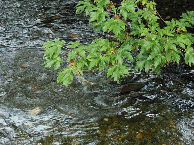 秋になると、たくさんの鮭が川をさかのぼる！