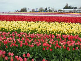 花畑の規模も米国サイズ！４月開催ワシントン州「チューリップ･フェスティバル」