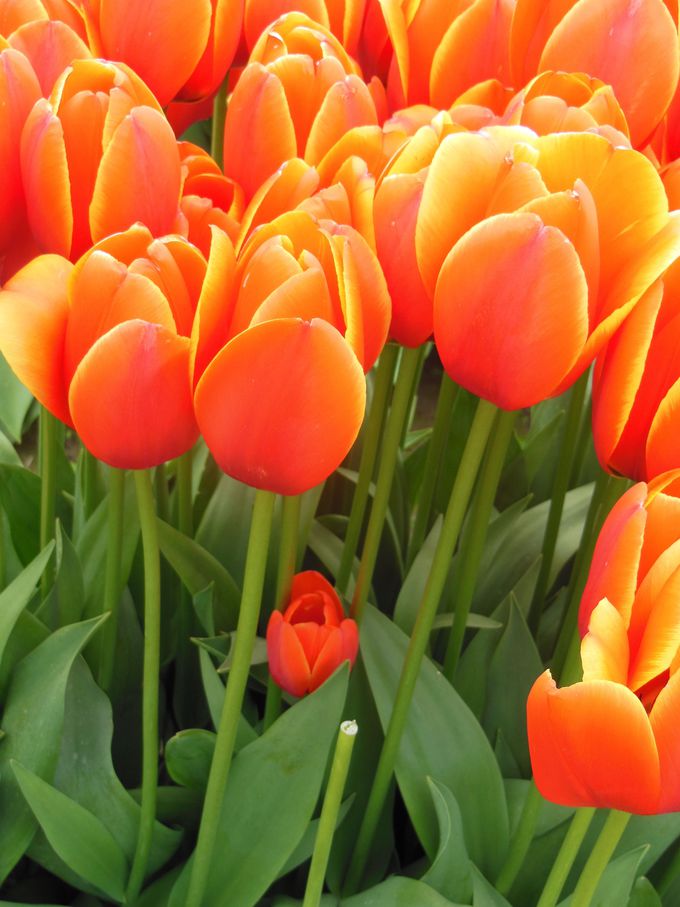 花畑の規模も米国サイズ ４月開催ワシントン州 チューリップ フェスティバル アメリカ Lineトラベルjp 旅行ガイド