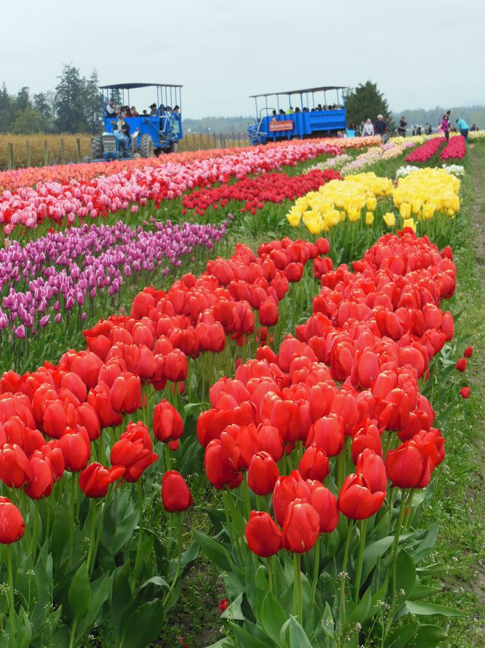 花畑の規模も米国サイズ ４月開催ワシントン州 チューリップ フェスティバル アメリカ Lineトラベルjp 旅行ガイド