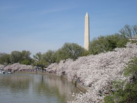 春に行くべきアメリカのおすすめ観光スポット5選 桜満開の公園も！