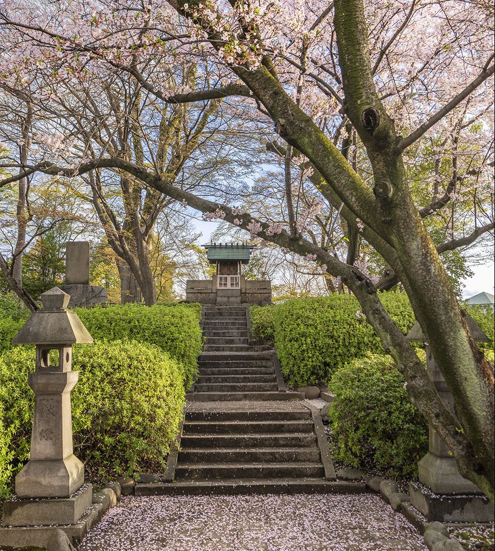 清洲城一帯は桜の名所　開花期には「清洲城桜祭り」も開催！