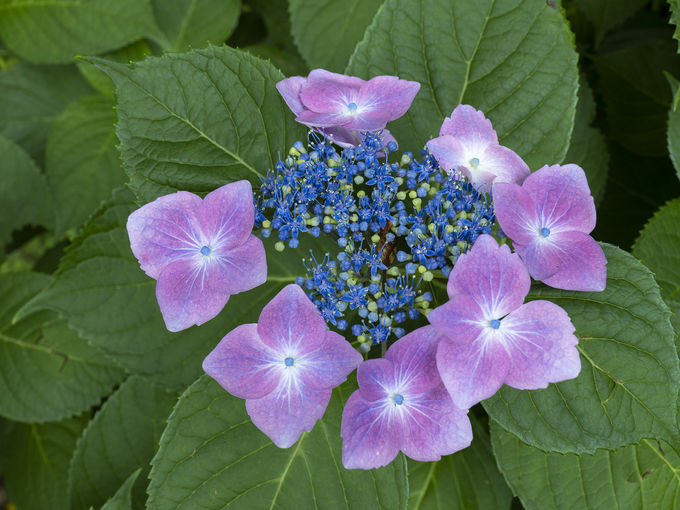 6月から7月は紫陽花が咲きほこり、「くろばね紫陽花まつり」も開催