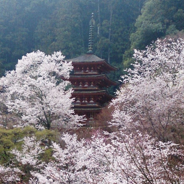 旅の始まりは、湯気によもぎが香る参道から、桜色の境内へ「豊山 長谷寺」