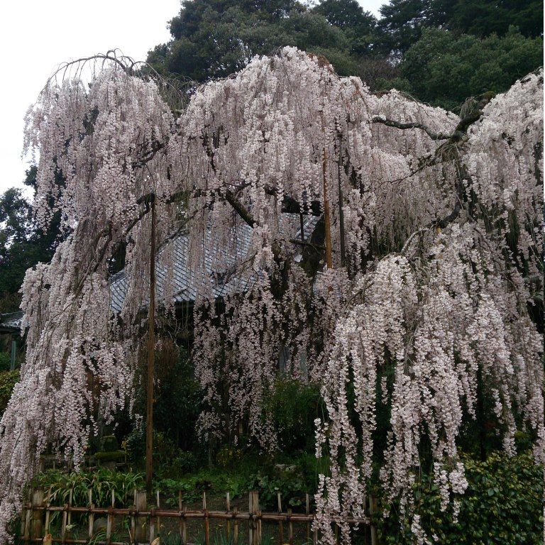 枝垂れ桜の向こうに、かすかに笑みをたたえた仏様「大野寺」