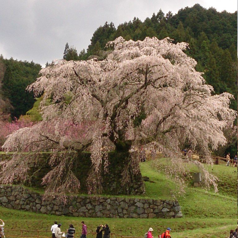 旅の終わりは、樹齢約300年・勇将伝説にちなんだ一本桜「又兵衛桜」