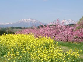 �k�M�B�E�эj���̒x���t�𖞋i�I���̉Ԃ́u�O�����v�ƉԂ߂���̋L���T���l�C��