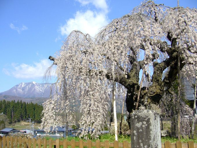 長い枝が風に揺れる、堂々とした風格の枝垂桜