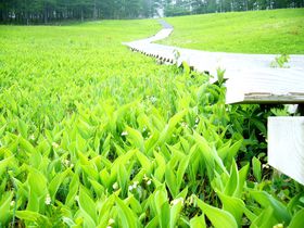 񂪍炫ւI]ƉԂ̊yuMB }Rv̋LTlC