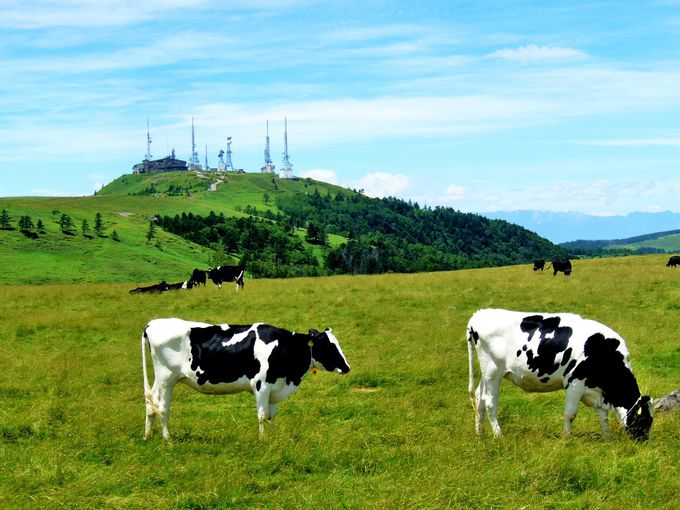 牛の放牧は美ヶ原の定番の風景