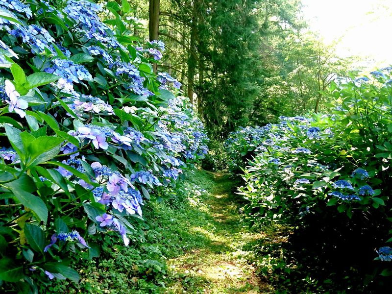 紫陽花が彩る風情ある散歩道！信州上田塩田平「あじさい小道」
