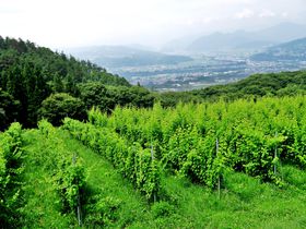世界を魅了する長野ワインを生み出す「千曲川ワインバレー東地区」