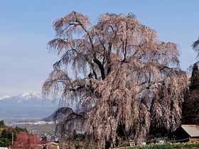 “しだれ桜の里”信州高山「五大桜」は春を告げる里の守り神