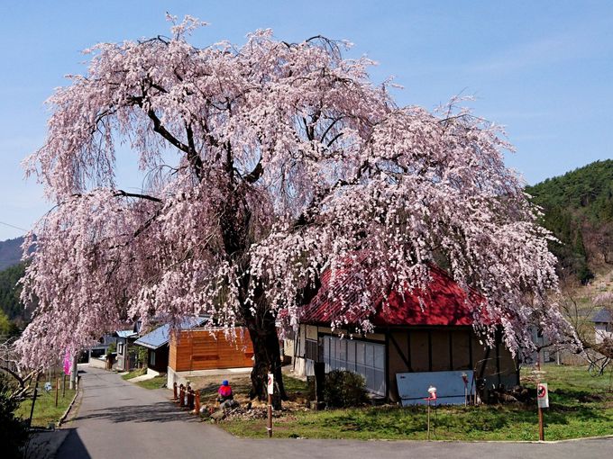 樹下の地蔵がのどかな風景！里の一番桜「中塩のしだれ桜」