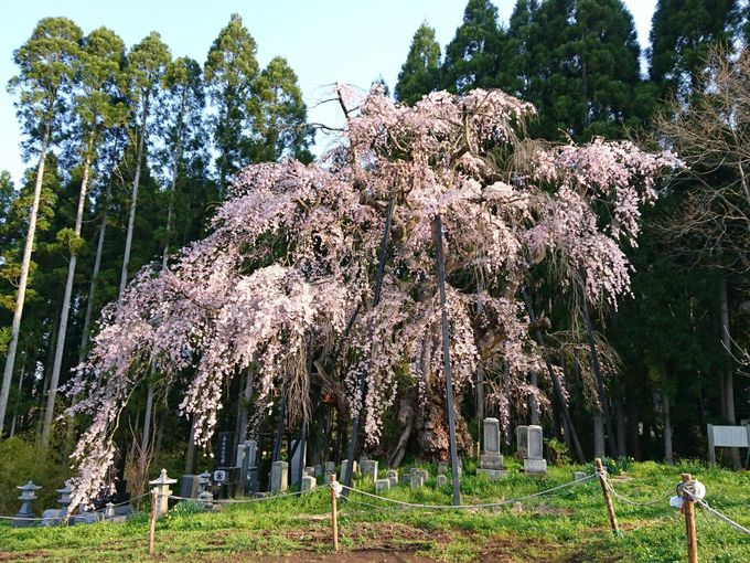 名所の里に咲く高山村最古の桜「坪井のしだれ桜」