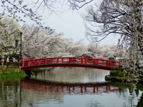 桜を愛した直虎ゆかりの信州須坂で桜ウォーキング