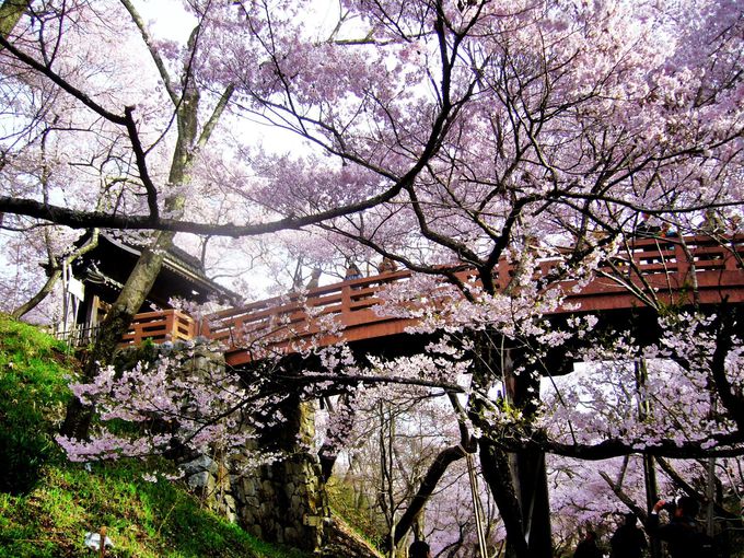 高遠城址公園や一本桜も 南信州 伊那谷のアルプスを彩る名桜めぐり 長野県 トラベルjp 旅行ガイド
