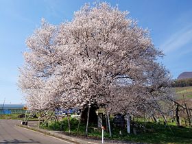 北信州・山ノ内町の桜の里「宇木の古代桜」で遅い春を楽しむ
