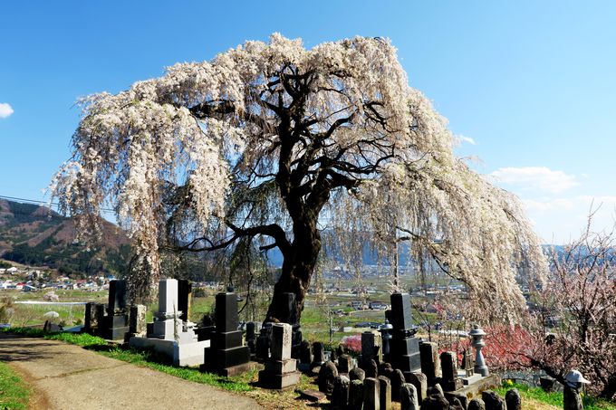 北信州 山ノ内町の桜の里 宇木の古代桜 で遅い春を楽しむ 長野県 トラベルjp 旅行ガイド