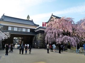 真田ゆかりの地・信州上田城跡公園の古城と桜の競演が絶景！