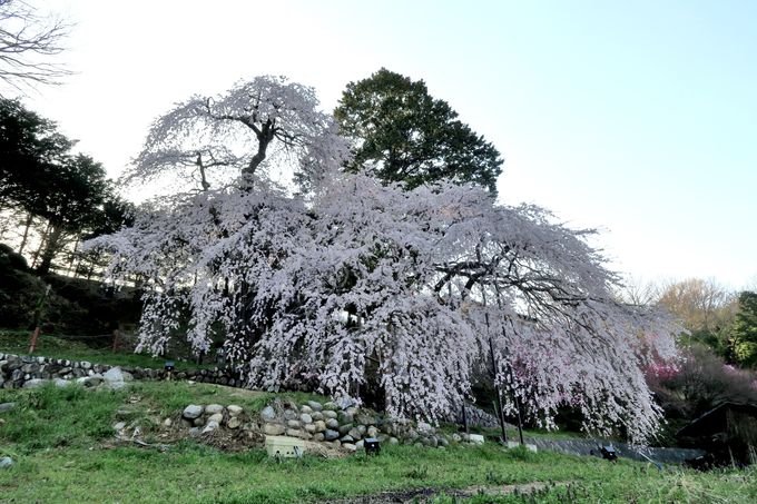 まだまだあります飯田市郊外の一本桜