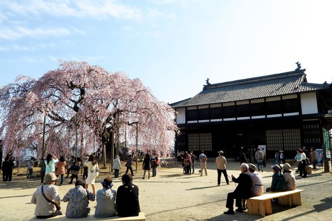 飯田市郊外・座光寺の日本唯一の半八重彼岸枝垂れ桜「麻績の里 舞台桜」